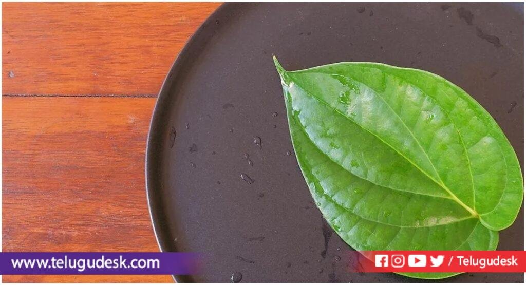 Betel Nut Leaves : తమలపాకులో ఉండే ఆరోగ్య ప్రయోజనాలేంటో తెలిస్తే షాక్ అవుతారు..!