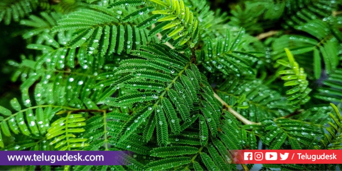 ఇంటి ఆవరణలో ఈ చెట్టు ఉంటే అదృష్టం మారుతుందా? » Telugudesk